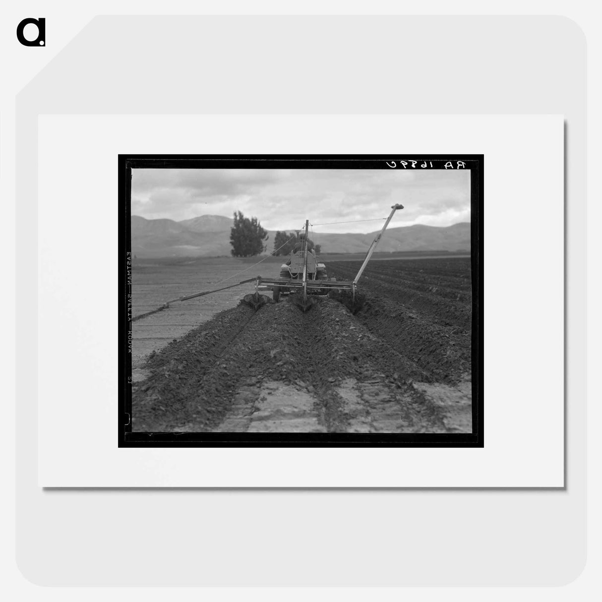 Sugar beet field freshly plowed by tractor with plowshare attached and showing Mexican operator. California. - ドロテア ラング Poster.