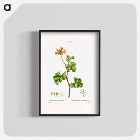アートポスター-Rose geranium - ピエール ジョゼフ ルドゥーテ Poster.
