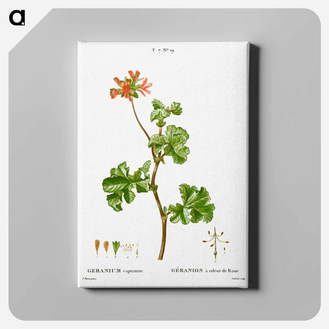 アートパネル-Rose geranium - ピエール ジョゼフ ルドゥーテ Canvas.