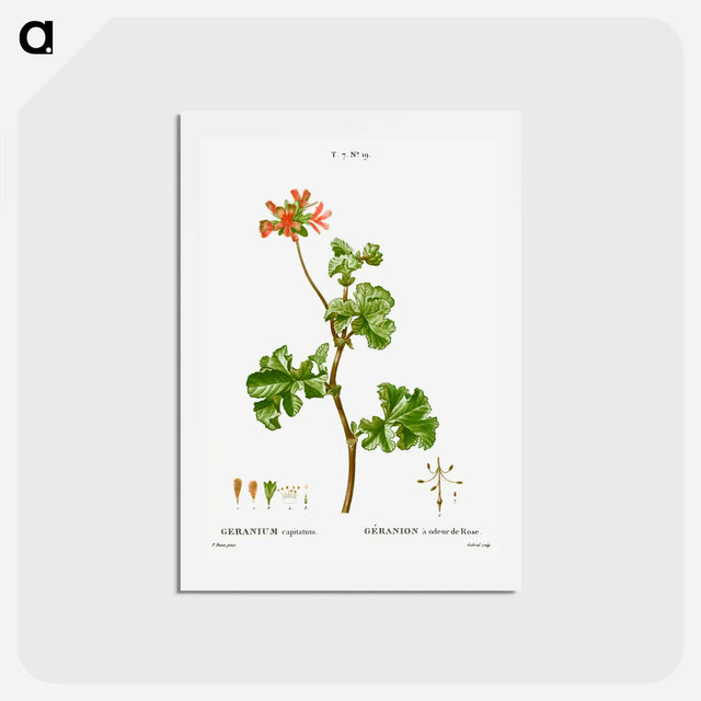 アートポストカード-Rose geranium - ピエール ジョゼフ ルドゥーテ Postcard.