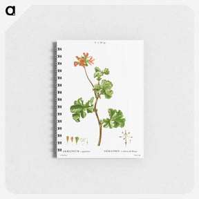アートメモ帳-Rose geranium - ピエール ジョゼフ ルドゥーテ Memo.