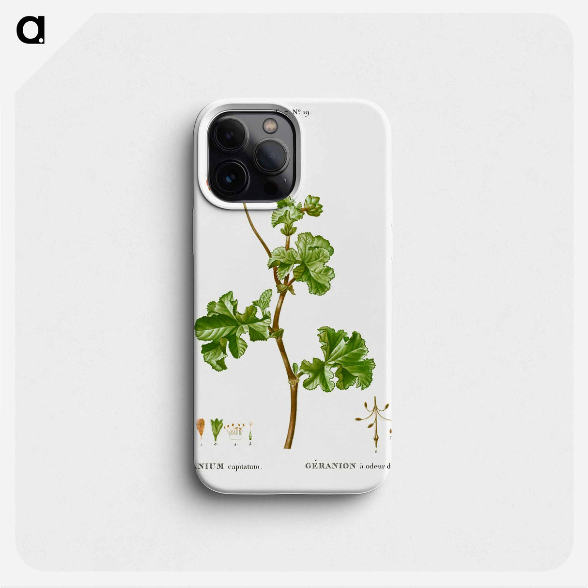 Rose geranium - ピエール ジョゼフ ルドゥーテ Phone Case.