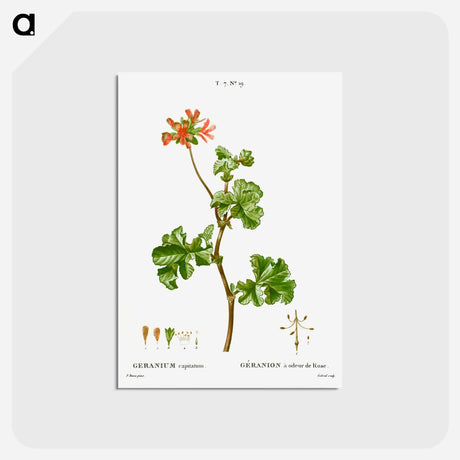 アートポストカード-Rose geranium - ピエール ジョゼフ ルドゥーテ Postcard.