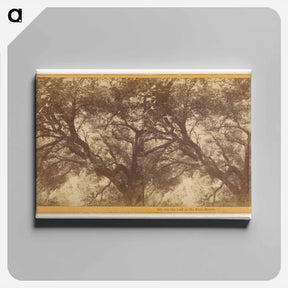 アートパネル-On the trail to the Bath House
 - エドワード マイブリッジ Canvas.