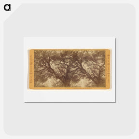 アートポストカード-On the trail to the Bath House
 - エドワード マイブリッジ Postcard.