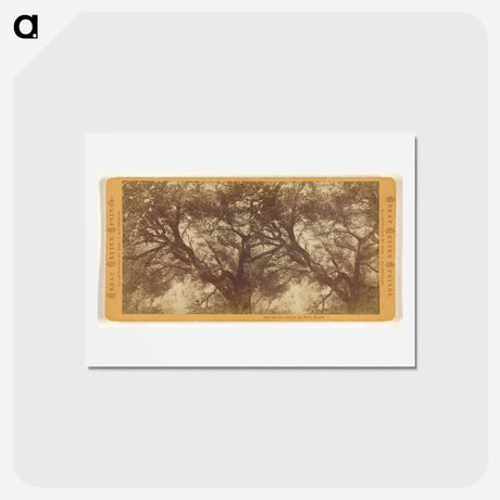 アートポストカード-On the trail to the Bath House
 - エドワード マイブリッジ Postcard.