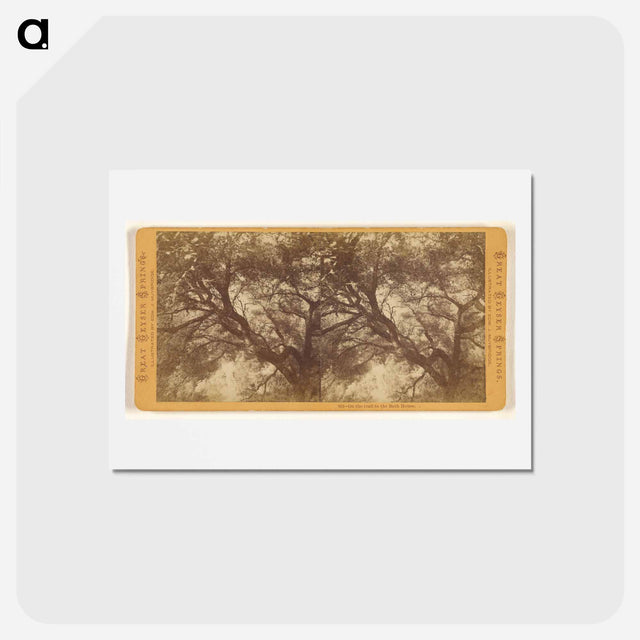 アートポストカード-On the trail to the Bath House
 - エドワード マイブリッジ Postcard.