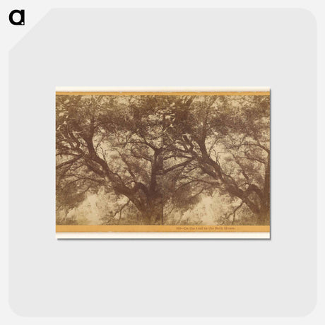 アートポストカード-On the trail to the Bath House
 - エドワード マイブリッジ Postcard.