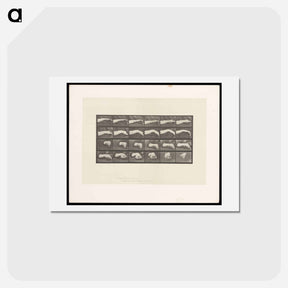 アートポストカード-Hand Drawing a Circle
 - エドワード マイブリッジ Postcard.