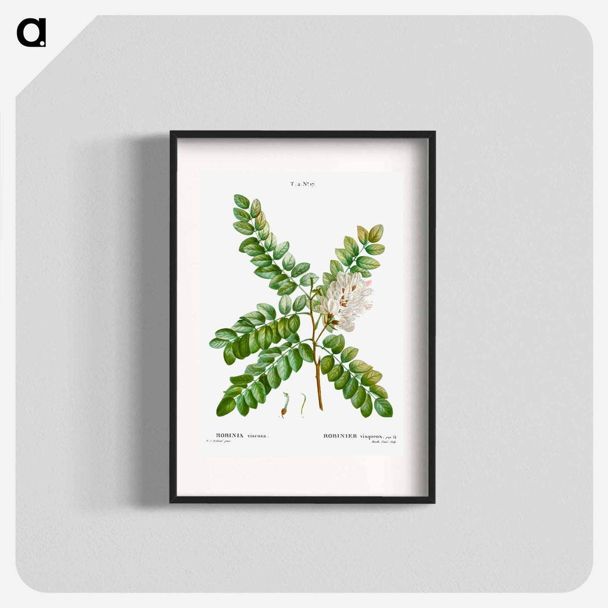 Clammy locust (Robinia viscosa) - Pierre Joseph Redouté Poster.