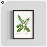 Clammy locust (Robinia viscosa) - Pierre Joseph Redouté Poster.