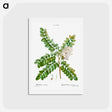 アートポストカード-Clammy locust (Robinia viscosa) - ピエール ジョゼフ ルドゥーテ Postcard.