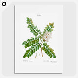 Clammy locust (Robinia viscosa) - ピエール ジョゼフ ルドゥーテ Poster.