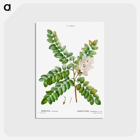アートポストカード-Clammy locust (Robinia viscosa) - ピエール ジョゼフ ルドゥーテ Postcard.