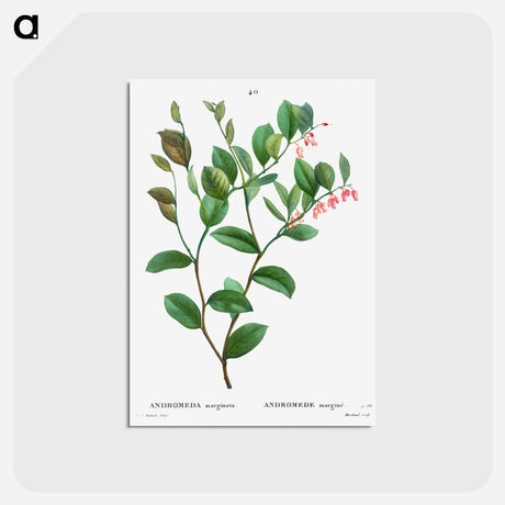 アートポストカード-Andromeda axillaris (Andromede axillaire) - ピエール ジョゼフ ルドゥーテ Postcard.