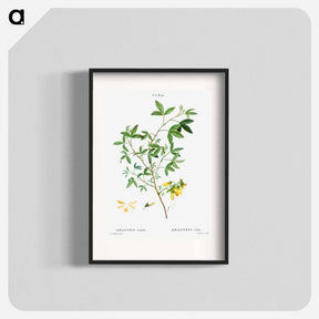アートポスター-Stinking bean trefoil - ピエール ジョゼフ ルドゥーテ Poster.