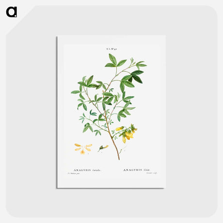 アートポストカード-Stinking bean trefoil - ピエール ジョゼフ ルドゥーテ Postcard.