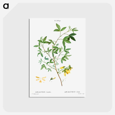 アートポストカード-Stinking bean trefoil - ピエール ジョゼフ ルドゥーテ Postcard.