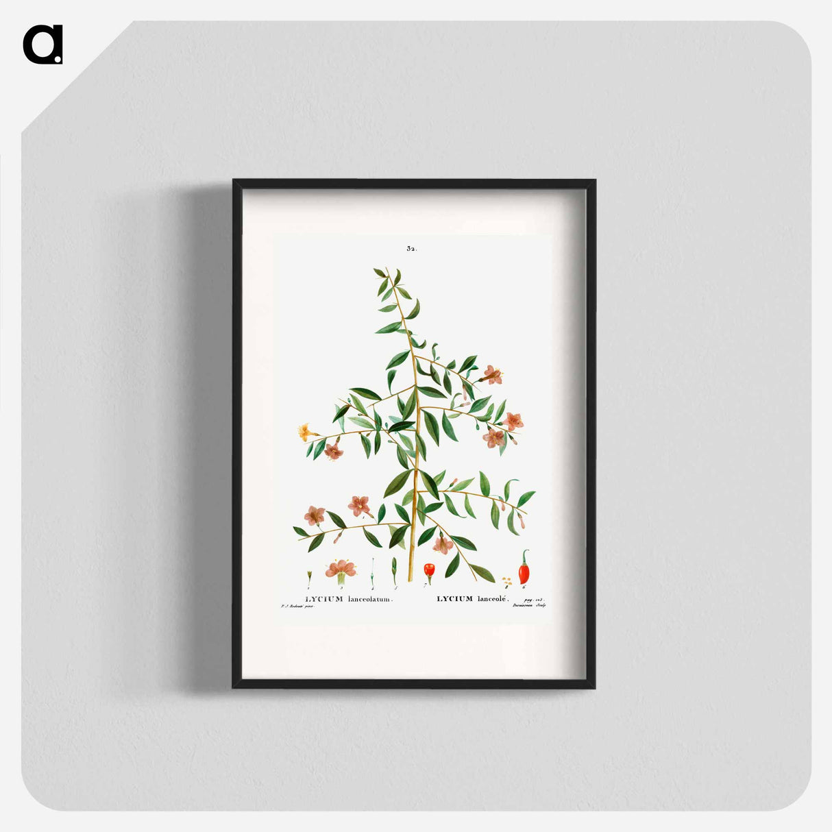 Lycium lanceolatum - Pierre-Joseph Redouté Poster.