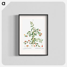 アートポスター-Lycium lanceolatum - ピエール ジョゼフ ルドゥーテ Poster.