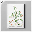 アートパネル-Lycium lanceolatum - ピエール ジョゼフ ルドゥーテ Canvas.