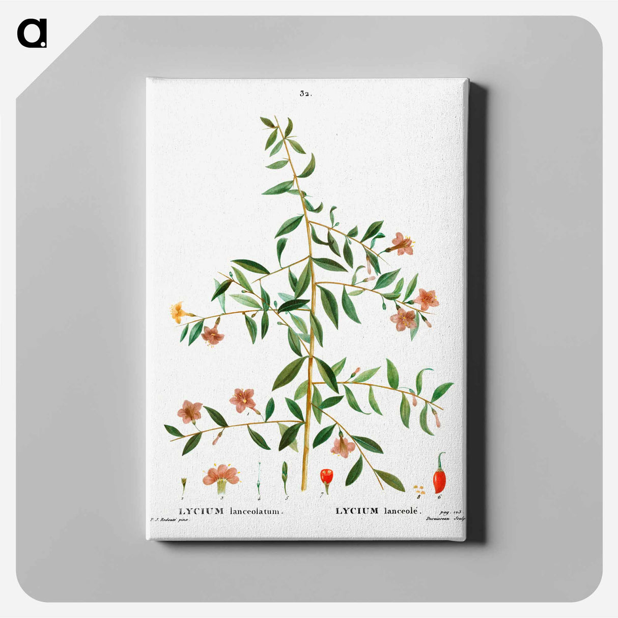 アートパネル-Lycium lanceolatum - ピエール ジョゼフ ルドゥーテ Canvas.