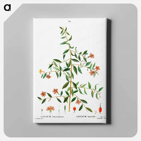 アートパネル-Lycium lanceolatum - ピエール ジョゼフ ルドゥーテ Canvas.