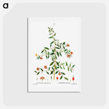 アートポストカード-Lycium lanceolatum - ピエール ジョゼフ ルドゥーテ Postcard.