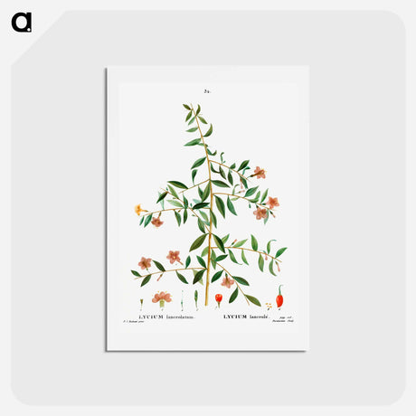 アートポストカード-Lycium lanceolatum - ピエール ジョゼフ ルドゥーテ Postcard.