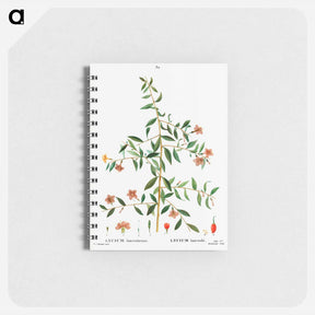 アートメモ帳-Lycium lanceolatum - ピエール ジョゼフ ルドゥーテ Memo.