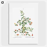 Lycium lanceolatum - Pierre-Joseph Redouté Poster.
