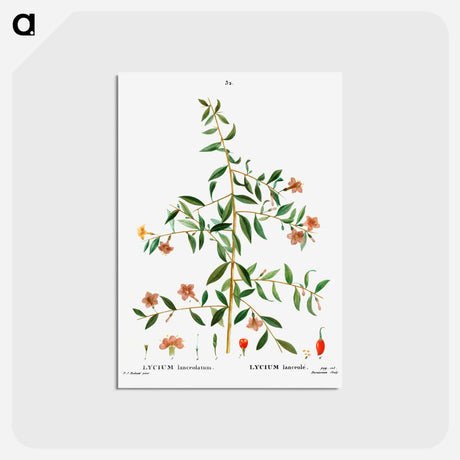 アートポストカード-Lycium lanceolatum - ピエール ジョゼフ ルドゥーテ Postcard.