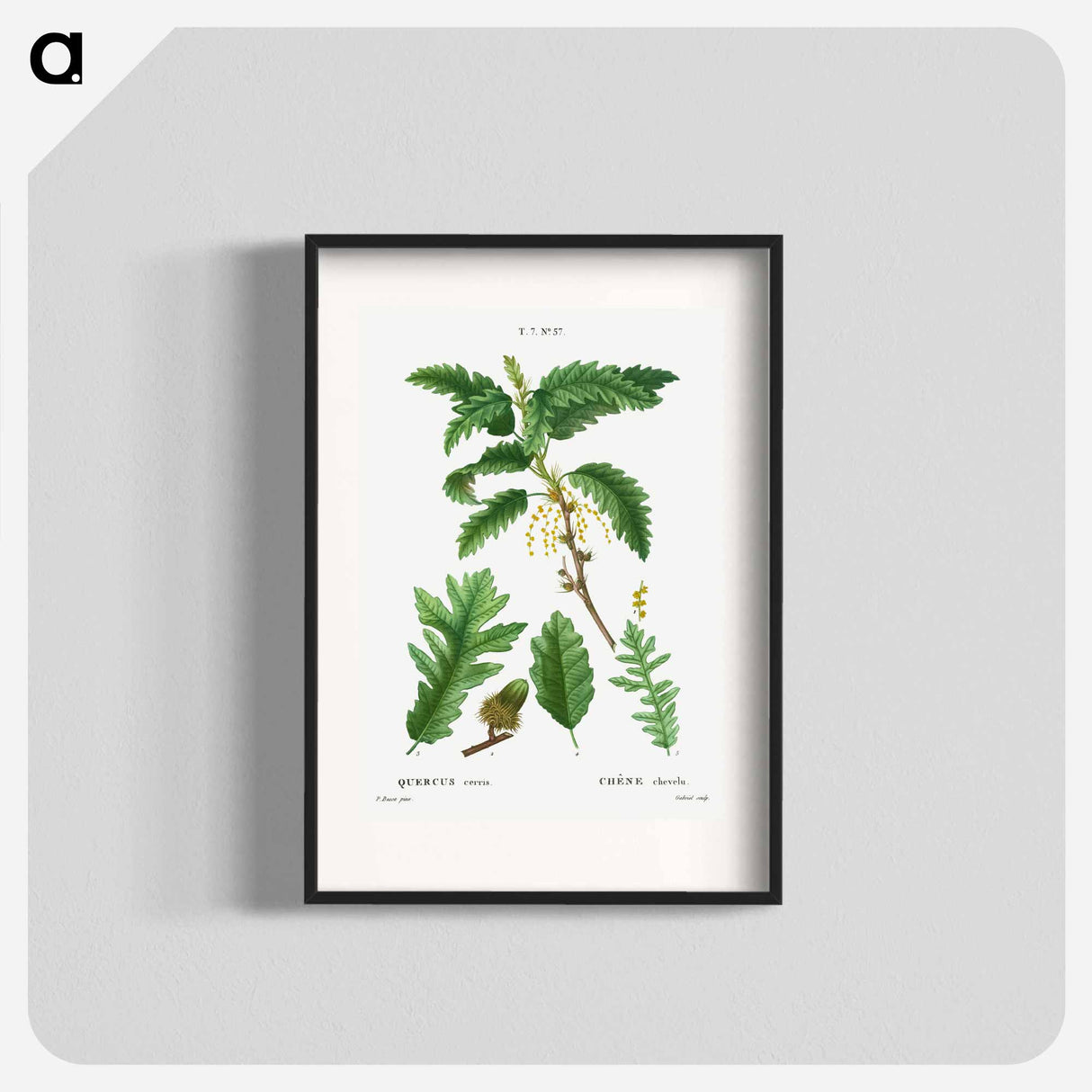 Turkey oak, Quercus cerris - Pierre Joseph Redouté Poster.