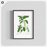 Turkey oak, Quercus cerris - Pierre Joseph Redouté Poster.