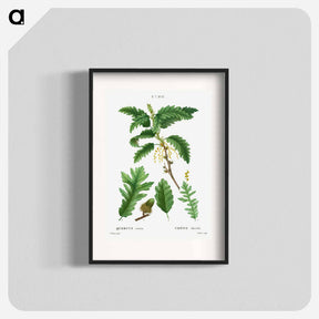 アートポスター-Turkey oak, Quercus cerris - ピエール ジョゼフ ルドゥーテ Poster.