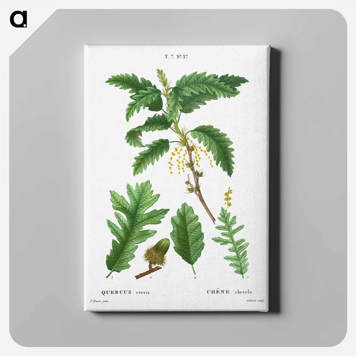 アートパネル-Turkey oak, Quercus cerris - ピエール ジョゼフ ルドゥーテ Canvas.