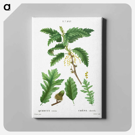 アートパネル-Turkey oak, Quercus cerris - ピエール ジョゼフ ルドゥーテ Canvas.