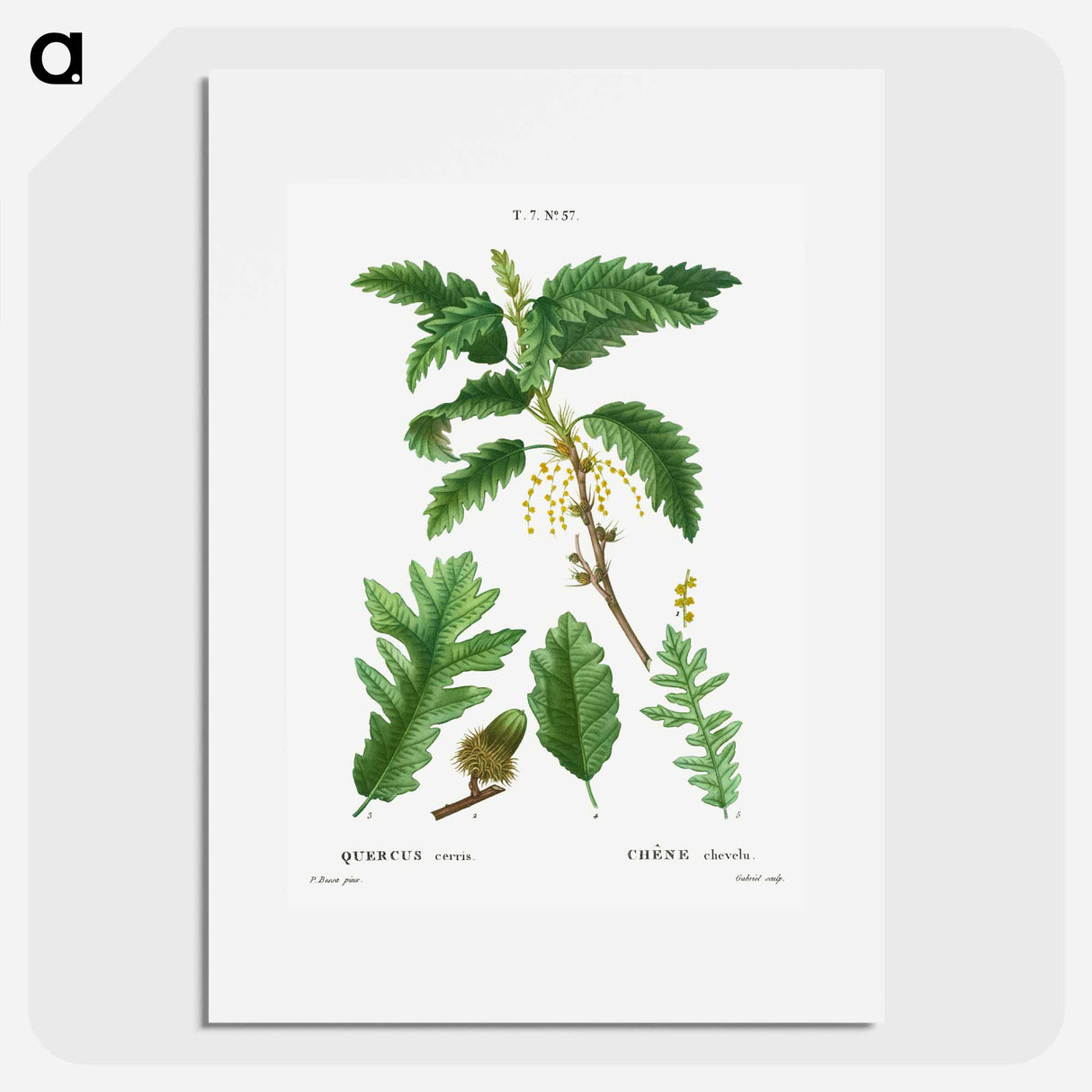 Turkey oak, Quercus cerris - Pierre Joseph Redouté Poster.