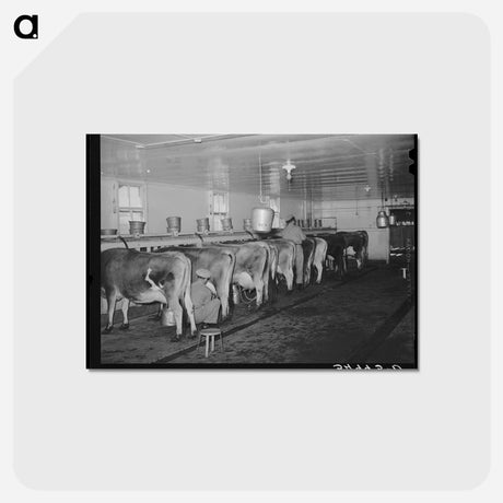 アートポストカード-Vacuum Milking
 - ラッセル リー Postcard.