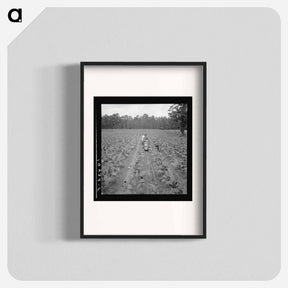 アートポスター-Untitled photo, possibly related to: Putting in tobacco. Shoofly, North Carolina - ドロテア ラング Poster.
