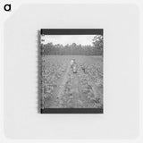 Untitled photo, possibly related to: Putting in tobacco. Shoofly, North Carolina - ドロテア ラング Memo.