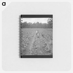 アートメモ帳-Untitled photo, possibly related to: Putting in tobacco. Shoofly, North Carolina - ドロテア ラング Memo.