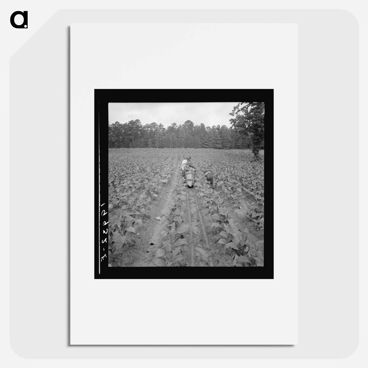 Untitled photo, possibly related to: Putting in tobacco. Shoofly, North Carolina - ドロテア ラング Poster.