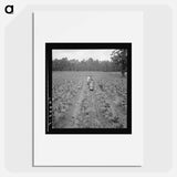 Untitled photo, possibly related to: Putting in tobacco. Shoofly, North Carolina - Dorothea Lange Poster.