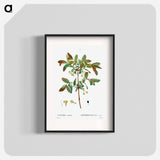 Honeyberry (Lonicera coerulea) - Pierre Joseph Redouté Poster.