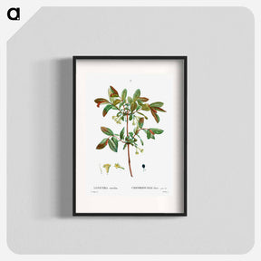 アートポスター-Honeyberry (Lonicera coerulea) - ピエール ジョゼフ ルドゥーテ Poster.