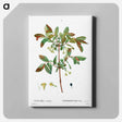 アートパネル-Honeyberry (Lonicera coerulea) - ピエール ジョゼフ ルドゥーテ Canvas.
