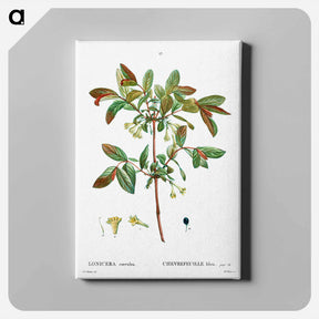 アートパネル-Honeyberry (Lonicera coerulea) - ピエール ジョゼフ ルドゥーテ Canvas.