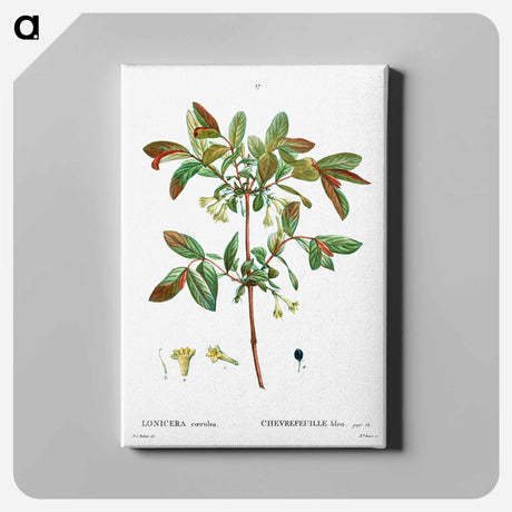アートパネル-Honeyberry (Lonicera coerulea) - ピエール ジョゼフ ルドゥーテ Canvas.