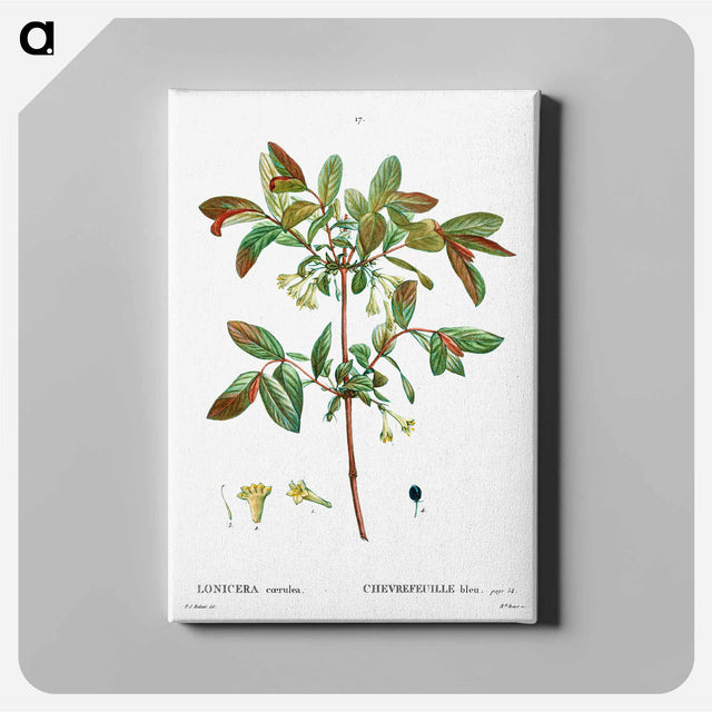 アートパネル-Honeyberry (Lonicera coerulea) - ピエール ジョゼフ ルドゥーテ Canvas.